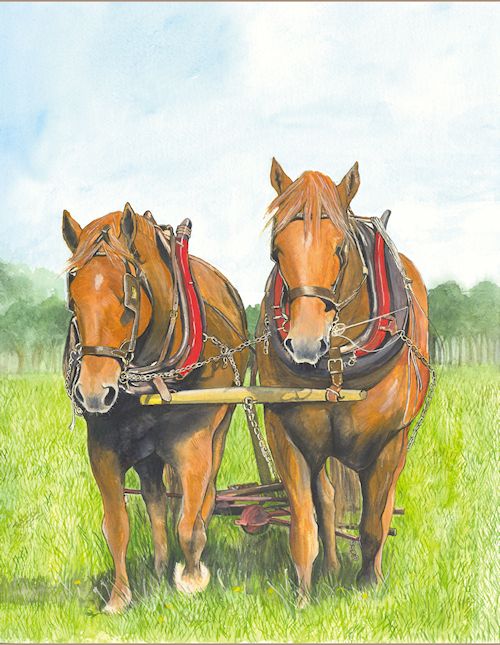 110 Suffolk Punch