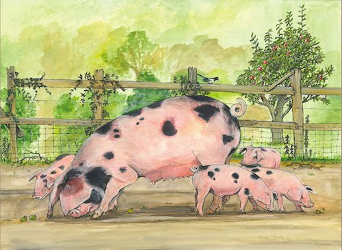 119 Gloucester Old Spot and Piglets