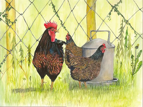 120 2 Barnevelders