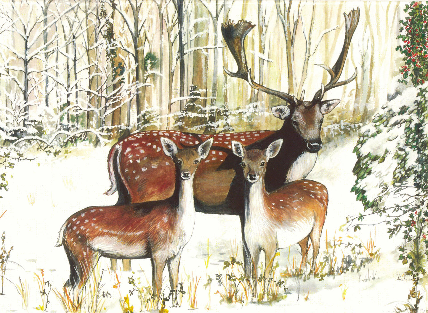 121 Fallow Deer