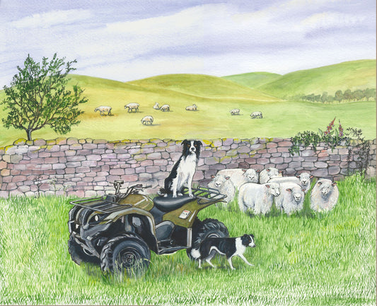 141  Quad and Sheep