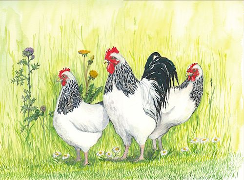 147 Light Sussex Chicken