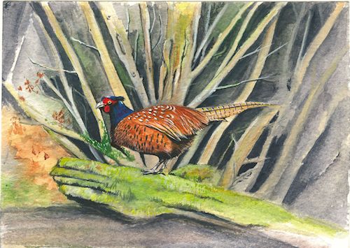 148 Pheasant