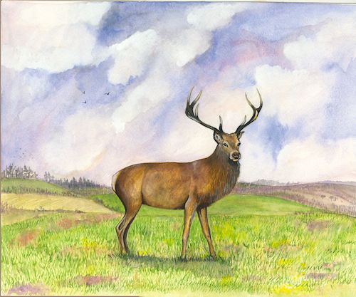 149 Red Deer