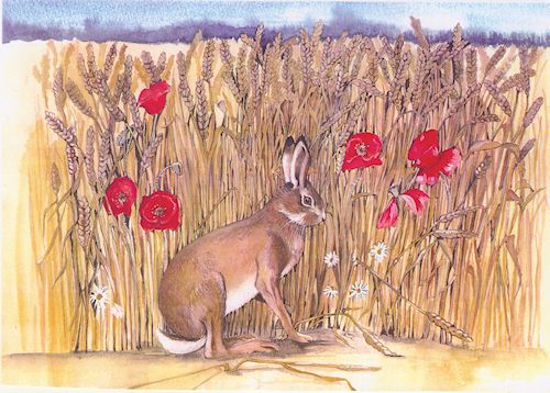 152 Hare in Cornfield