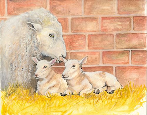 166 Ewe and Lambs
