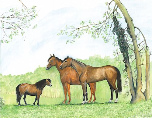 180 Horses and Pony