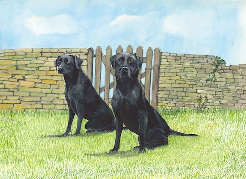 77 -  2 Labradors