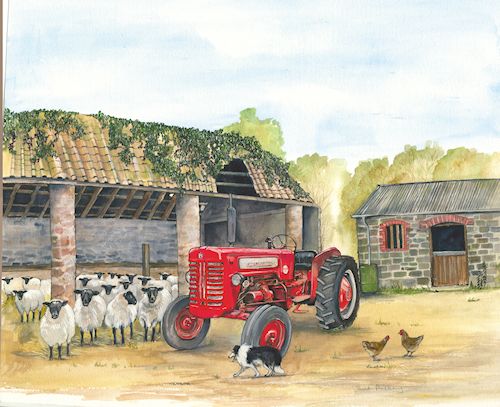 20 International and Sheep