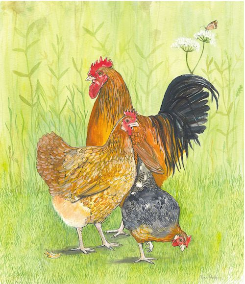 207 Cockerel and 2 Hens
