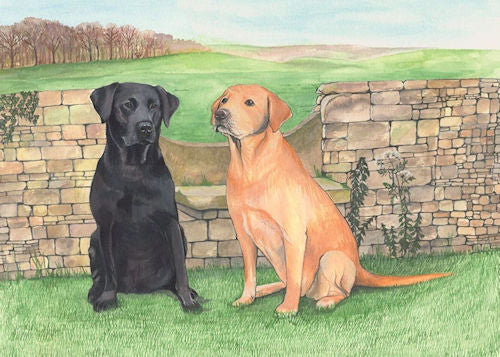 211 Black and Yellow Labradors