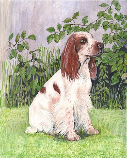 223 Cocker Spaniel