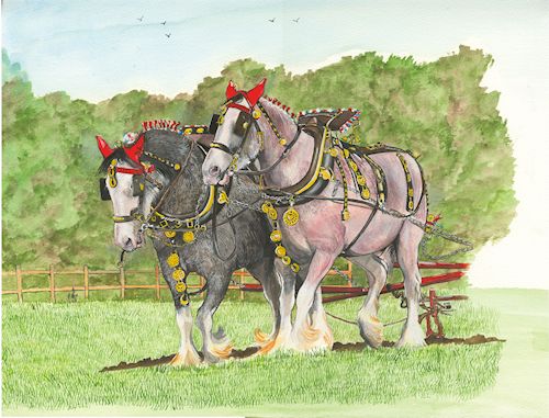 231 Working Shire Horses