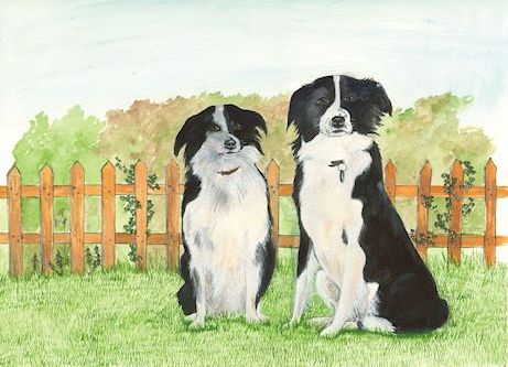 233 Two Collies
