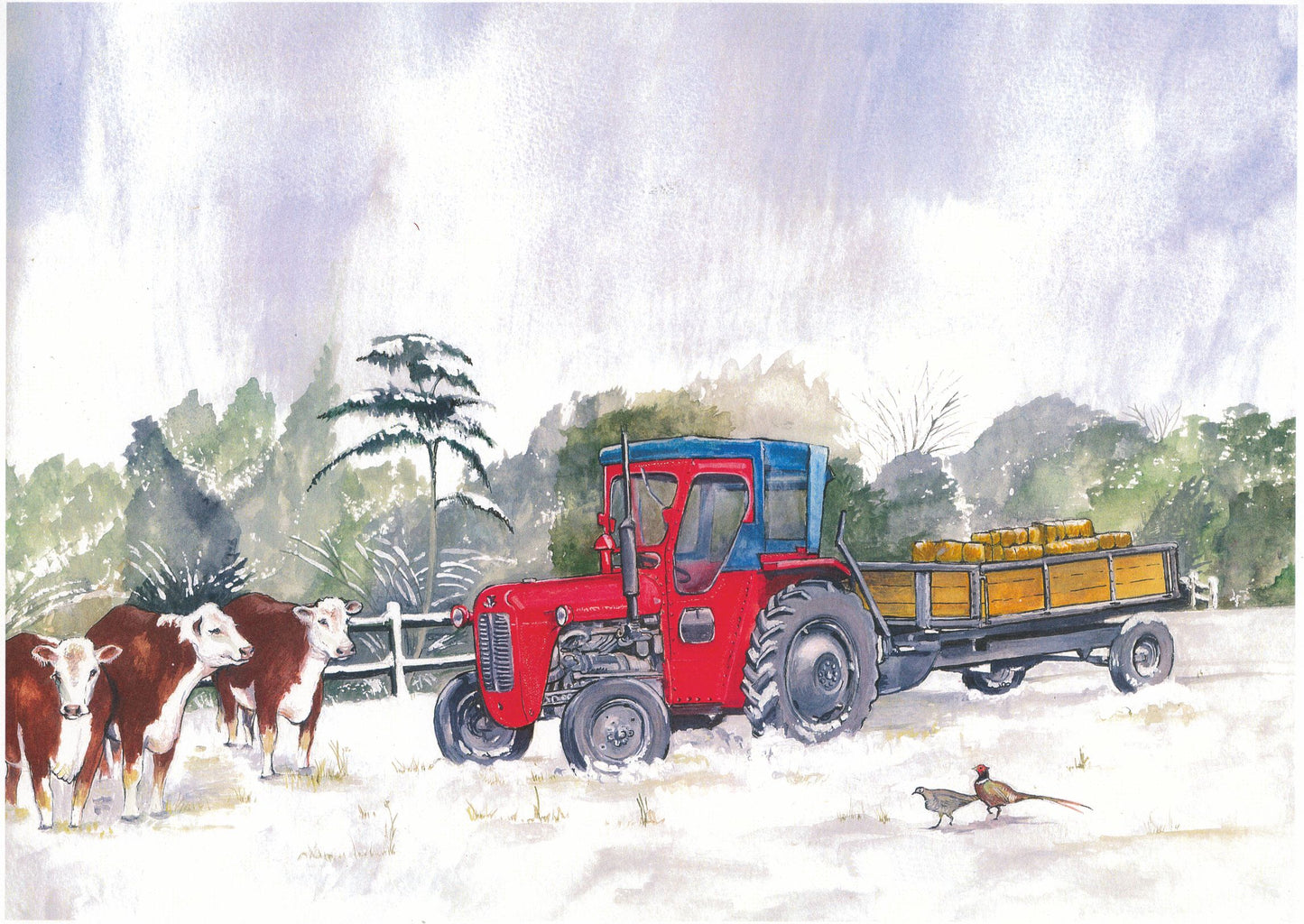 249 Massey Ferguson & Hereford Cattle (Winter)