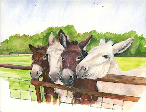 254 Four Curious Donkeys