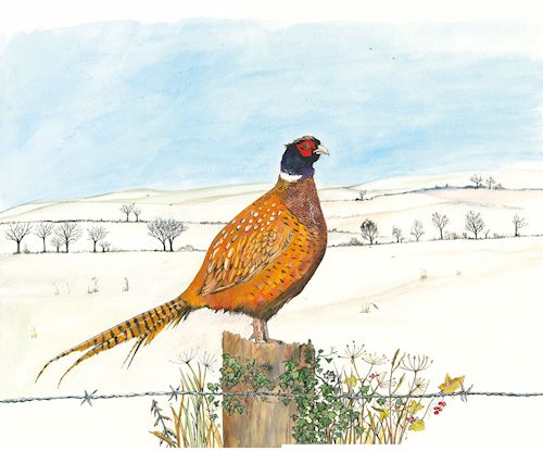 259 Lone Pheasant