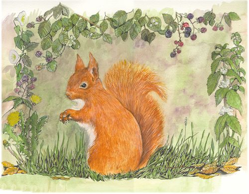 269  Red Squirrel