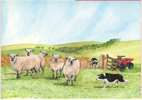 274 Hamshire Down Sheep