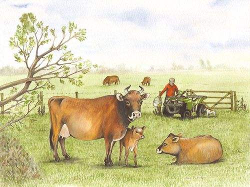 291 Jersey Cows & Quad