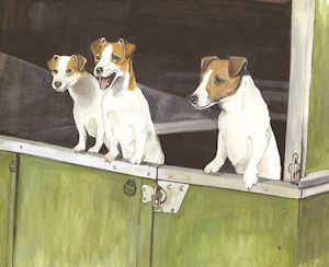 292 Jack Russells in Landrover