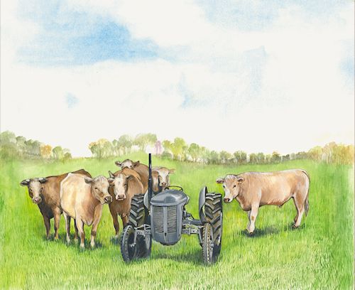 3 Fergie And Beef Cattle