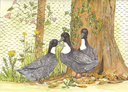 300 Swedish Blue Ducks 2