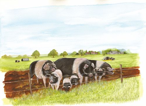 303 Saddleback Pigs
