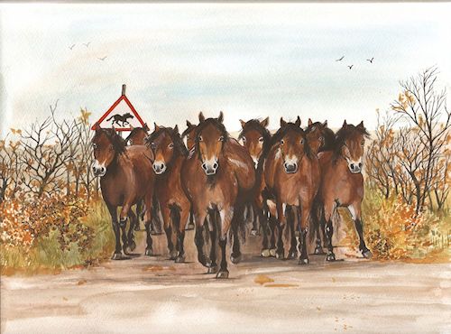 312 Exmoor Ponies
