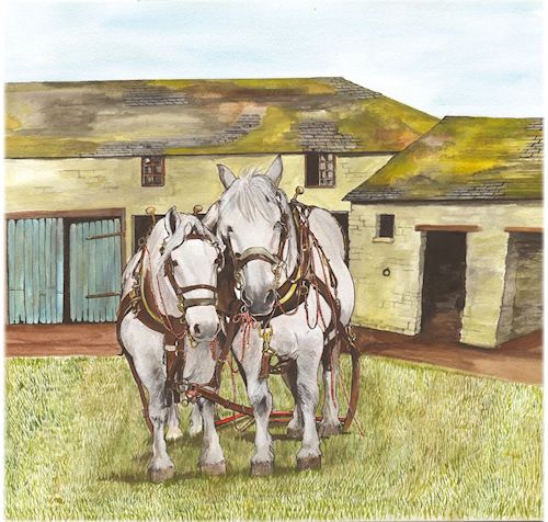 316 Shire Horses in Yard