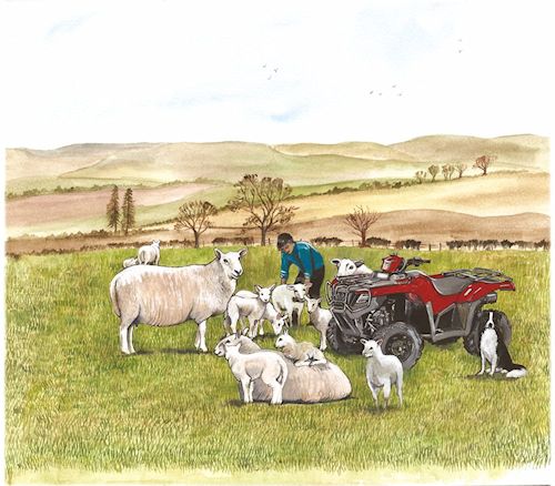 322 Spring Lambs and Quad 2