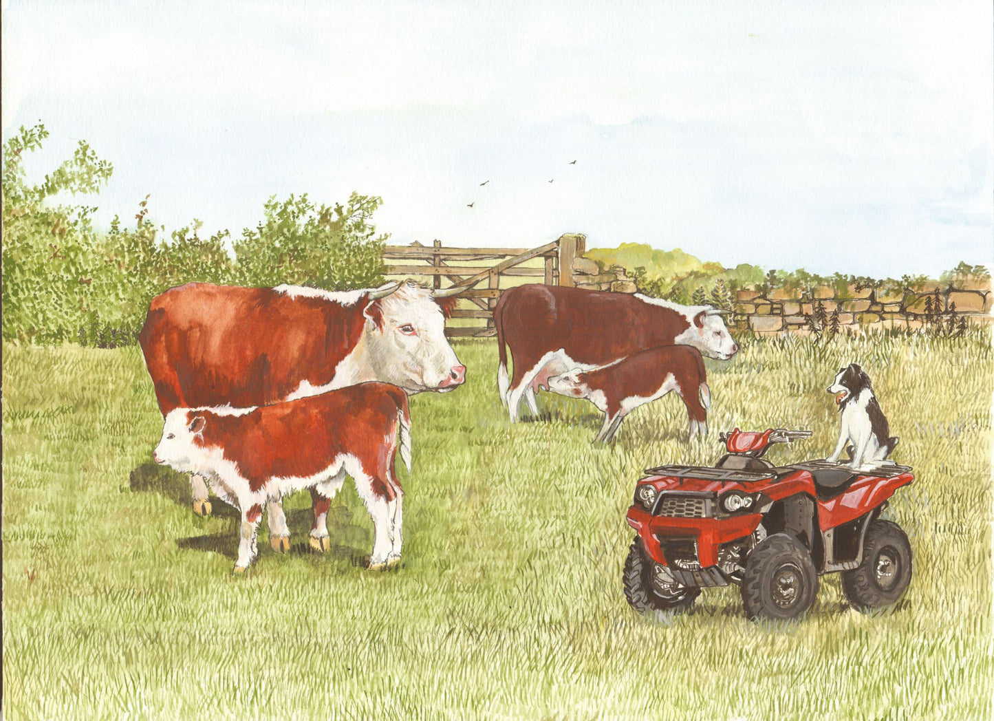338 Hereford Cattle and Quad