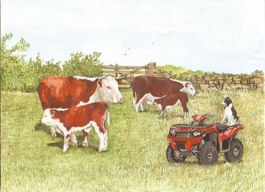 338 Hereford Cattle and Quad