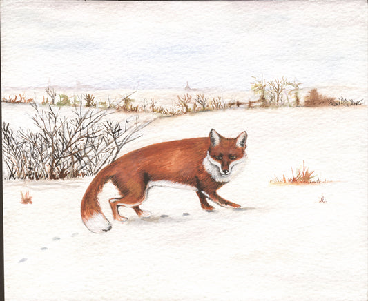 339 Winter Fox