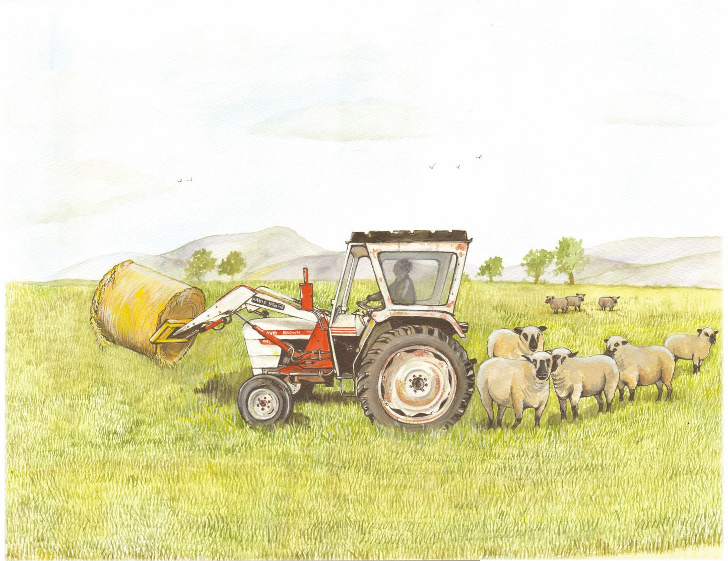 341 David Brown and Shropshire Sheep