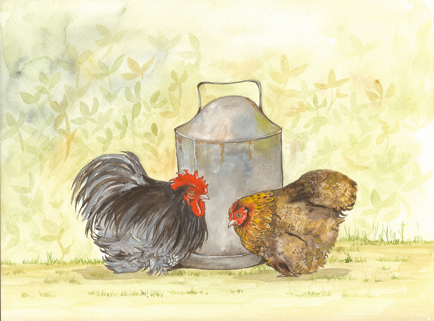 343 Pekin Chickens