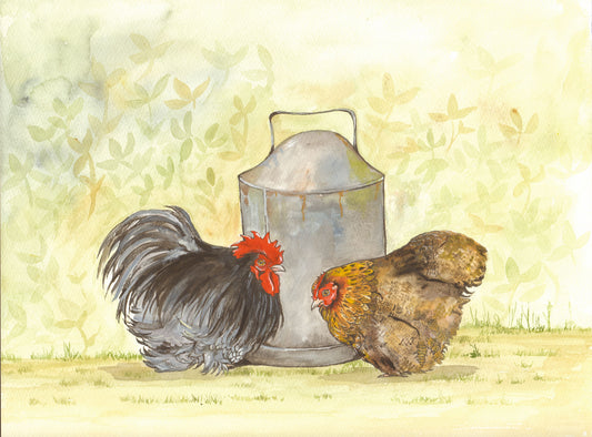 343 Pekin Chickens