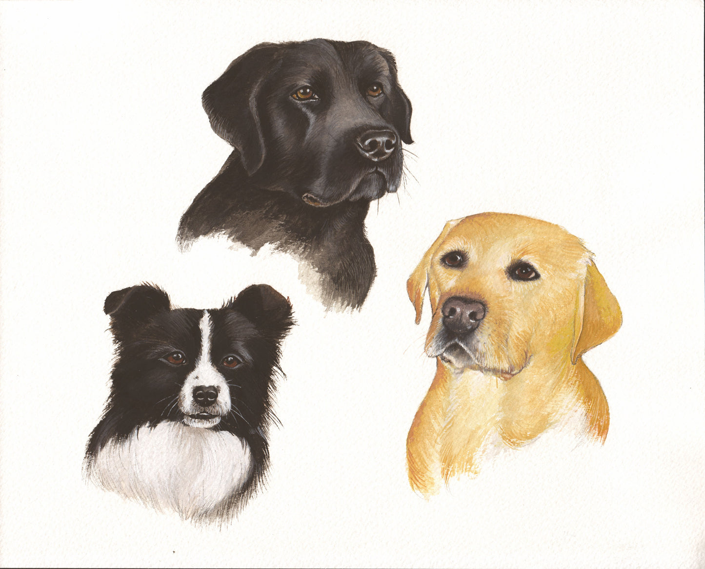 352 Three Dogs Study