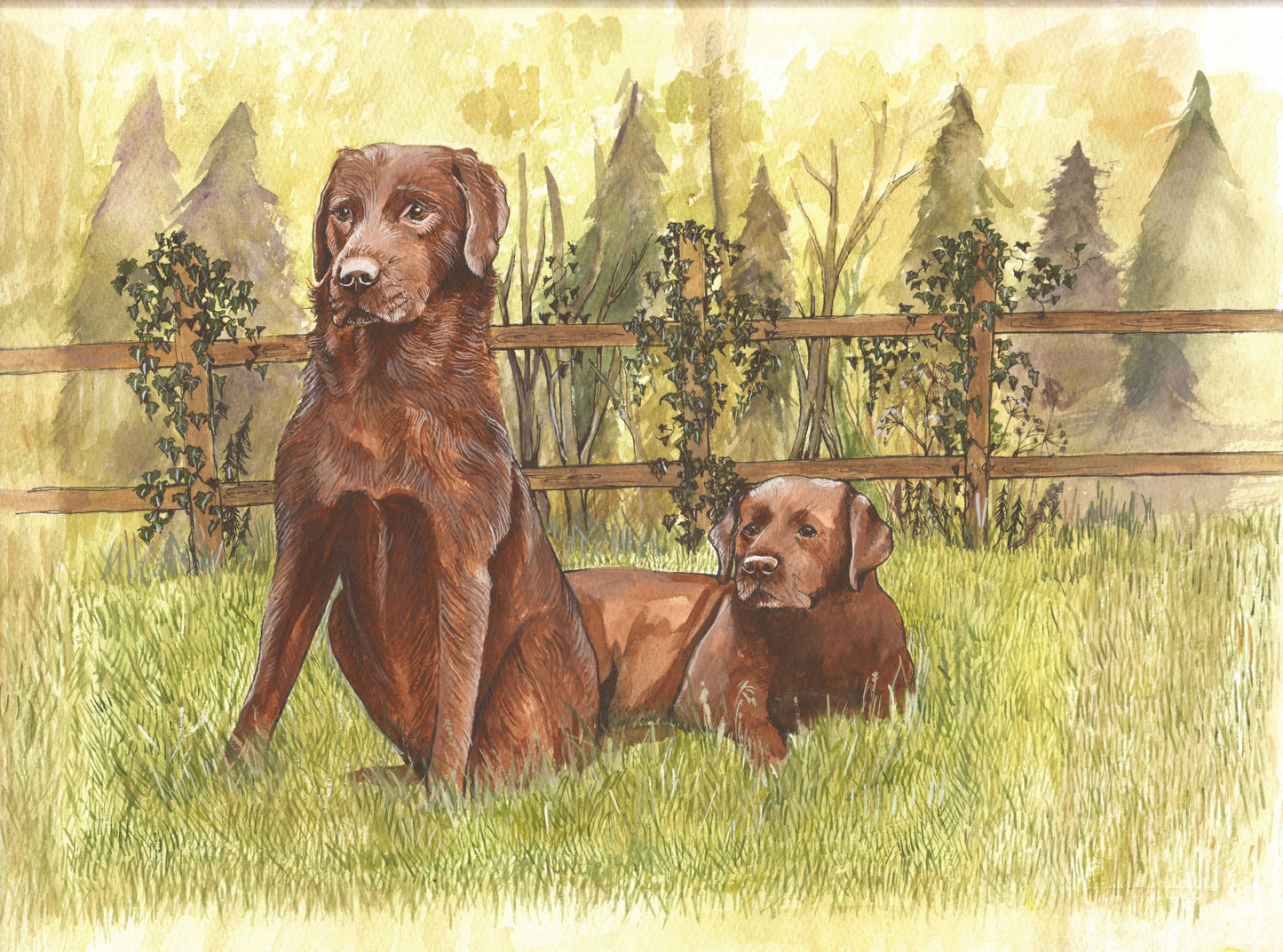 353 Chocolate Labradors Take Two