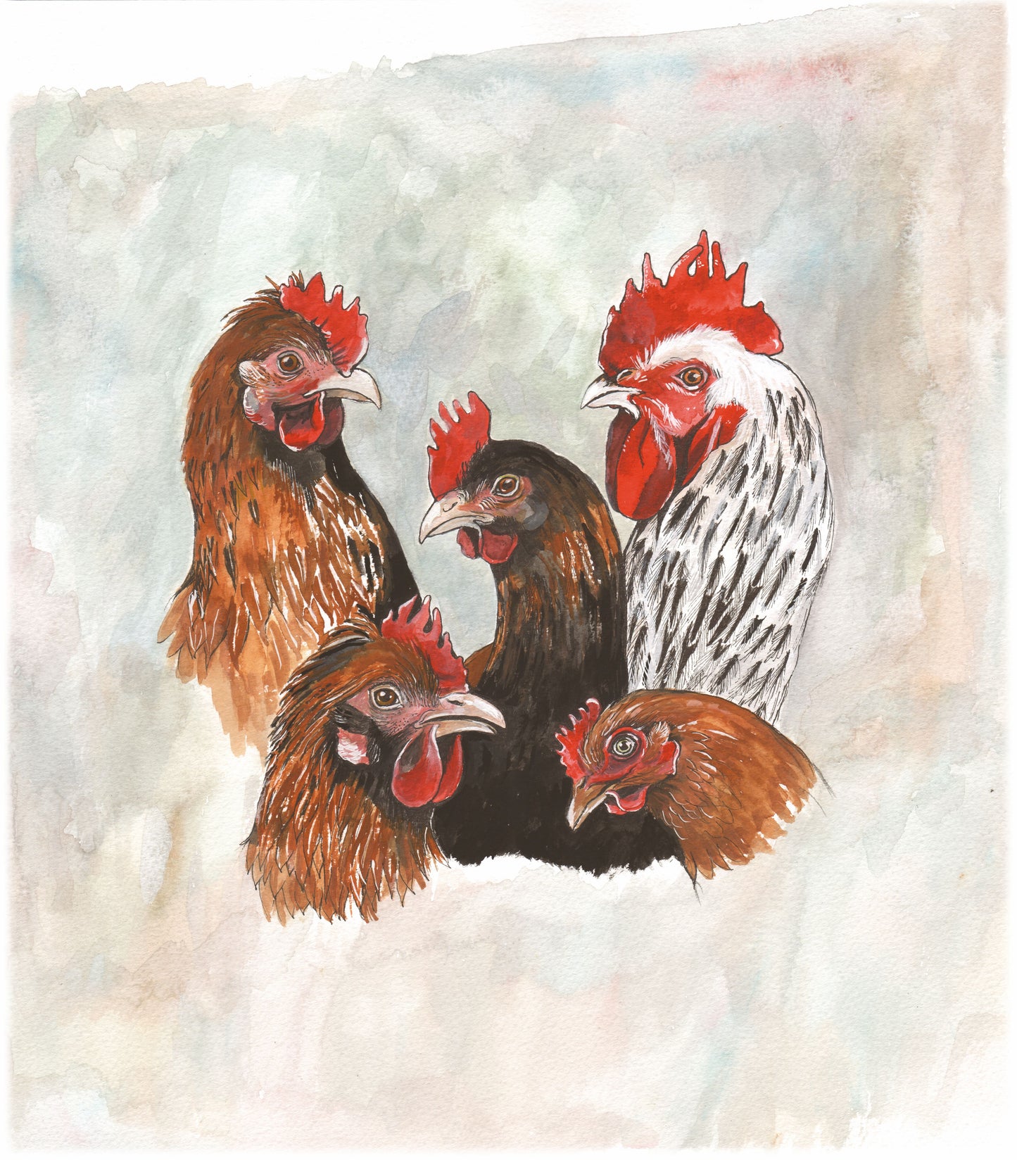 356 Chicken Study Group