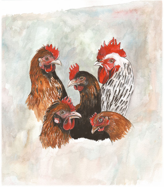 356 Chicken Study Group