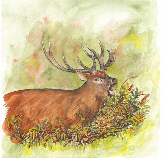 359 Red Deer Stag