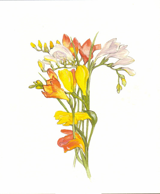 365 Freesias