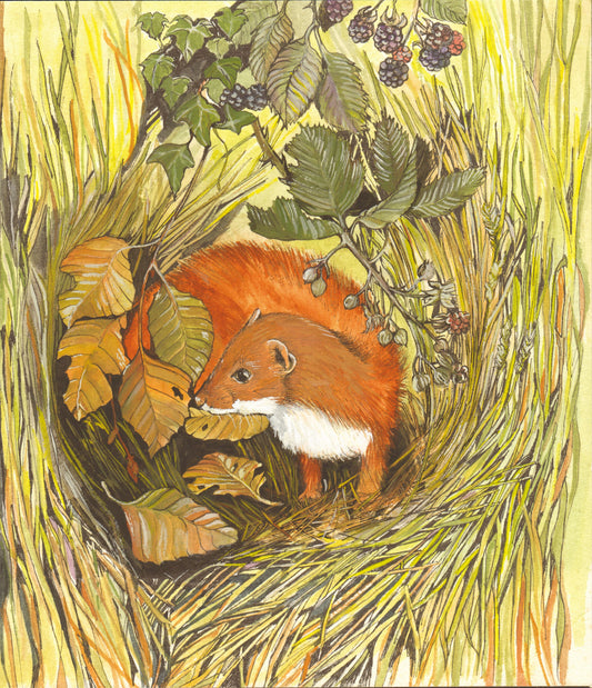 366 Stoat