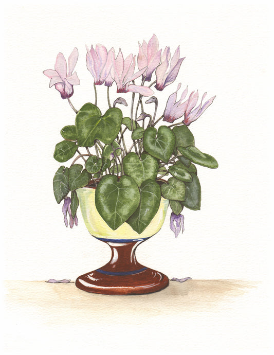 367 Cyclamen