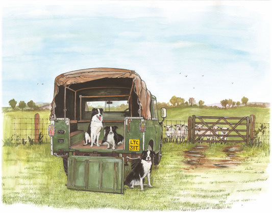 368 Landrover and Collies