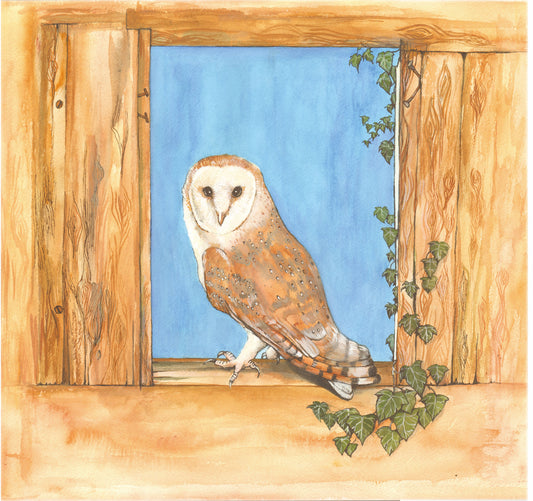 377 Barn Owl on Window