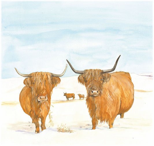 385 Highland Cattle in Snow