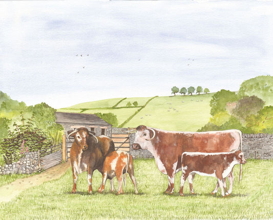 386 Longhorn Cattle and Calves
