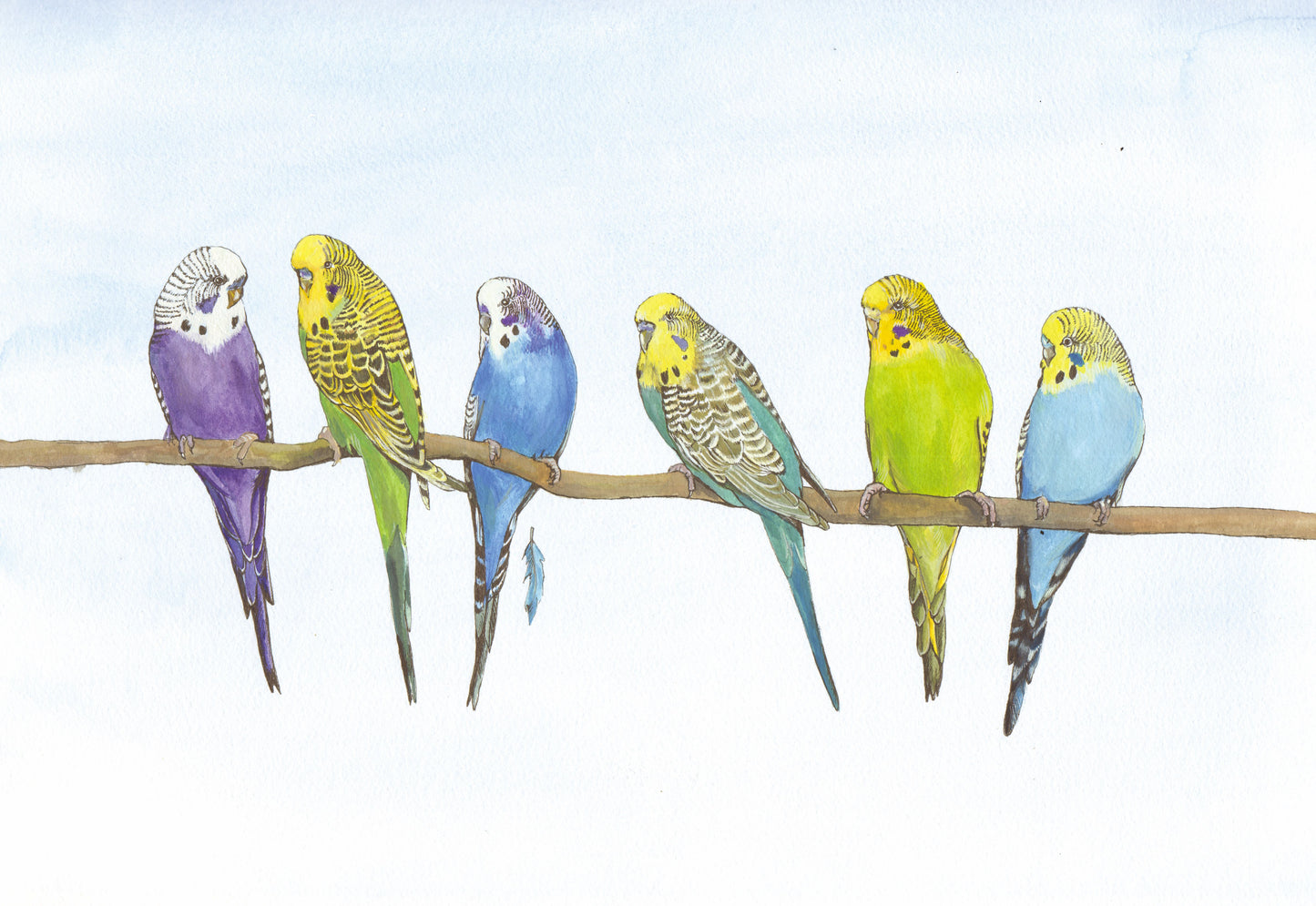 402 Budgies
